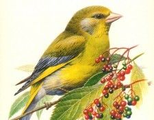 abs 08 greenfinch. �����, �����