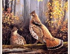 bs-na- Maynard Reece- Upland Series I V- Ruffed Grouse. ���, �������