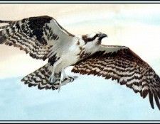 D50-AWE081-BR-Osprey 1. Bansemer, ������