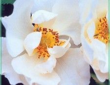 HeritageRoses White Rose of York-WeaISC. , Saxon