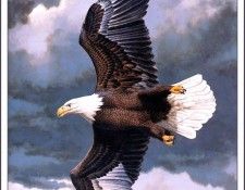 bs-na- Guy Coheleach- Vanishing Majesty. Coheleach, ���