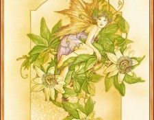 Linda Ravenscroft - Passiflora (Abraxsis). , 