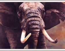 bs-na- Janet N Heaton- Tanzania Tusker. �����, ������ N