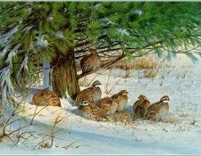 GrommeOwen-MiddayRetreat-Bobwhite (sj-art354). Gromme,  J