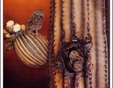 bs-na- Kevin Redmayne- Sonoran Sunset( Elf Owls). Redmayne, 