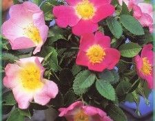 HeritageRoses Rosas Canina and Eglanteria-WeaISC. , Saxon