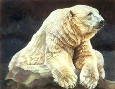 s4-vanishingspecies028-polarbear. , L