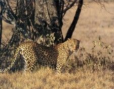 kb Combes Simon-The Biggest Leopard. , 