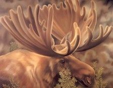 s4-vanishingspecies022-moose. , L