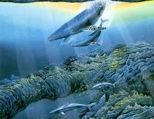 kb Nelson RL Aquatic Splendor. ,  