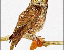 pa TonyOliver AustralianBirds 09 BoobookOwl. ������, ����