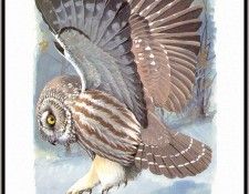 Fuertes-LouisAgassiz NorthernSaw-whet-Owl-sj. ,  F