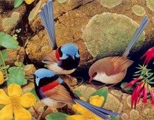 Oz AGls023 Ego Guiotto Varigated Fairy-Wren Painting. Guiotto, ���