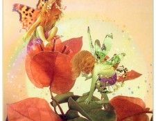 kb Cross Tom Sp Bougainvillea Fairy. , 