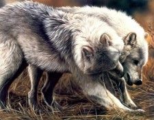 p Lesley Harrison Cal2002 11. ��������, �����