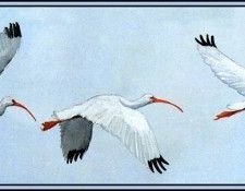 D50-AWE069-BR-White Ibis 1. Bansemer, 