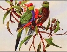 pa EricShepherd AP2004 09 Red CappedParrots. , 