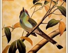 bs-na- Don R Eckelberry- Russet- Crowned Motmot. Eckelberry, ��� R