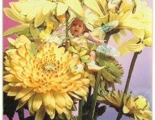 kb Cross Tom Aut Chrysanthemum Fairy. , 
