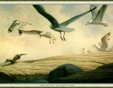 ClaudioDAngelo-GullsAndMink cr. D'Angelo, 
