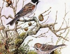 Twinney Dick Nature 024 Sun. Twinney, ���