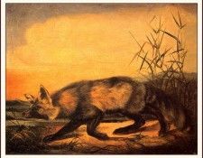 bs-na- Audubon- Jackal Fox. Audubon, ���� ������