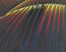 lrsSilvaSimon-Artof04UnDiadeCampo. , 