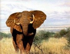 Ae 39 Tsavo Elephant Simon Combes sqs. , 