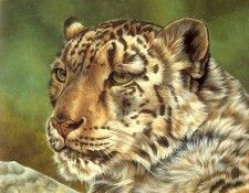 s4-vanishingspecies012-snowleopard. , L