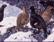 43601. Tunnicliffe, ������