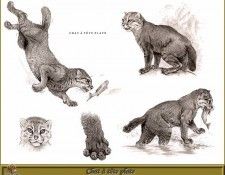 PO pfrd 138 Chat  tte plate. Dallet, 