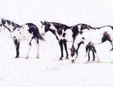 kb Franco Manuel-The Royal Breed. ������, ������� S