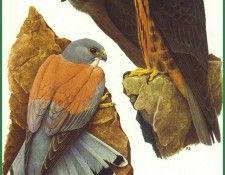 Falco naumanni et falco Eleonorae. Barruel, P