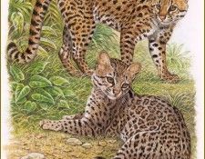 PO pfrd 031 Chat tigre. Dallet, ������