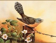 pa EricShepherd 01 FantailCuckoo. , 