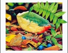 pa AusGeoArt 2003 08 EgoGuiotto NoisyPitta. Guiotto, ���