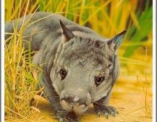 pa AusGeoArt 2003 15 EgoGuiotto NorthernHairy NosedWombat. Guiotto, 