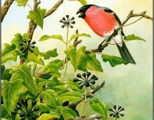 pa NormanArlott 25 Bullfinch. Arlott, 