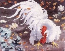 43628. Tunnicliffe, 