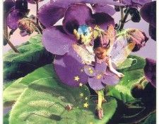 kb Cross Tom Sp Violet Fairy. , 