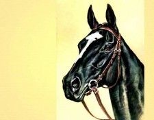 illustrated horse csg002 donald schwartz. , 