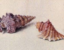 Ruskin John Study of Two Shells. , 