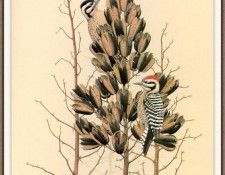 Sj WbZ 16 Ladder-backed Woodpecker. , 