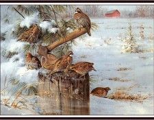 bs-na- Owen J Gromme- Wintering Quail. Gromme,  J