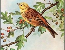 pa BasilEde 43 Yellowhammer. , 