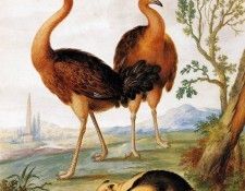 Bronkhorst Johannes Two ostriches - anteater in landscape Su. Bronkhorst, 