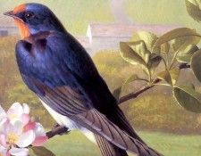 an artists garden csg015. ���, �������