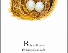 pa TonyOliver BirdsBuildNests 03a. ������, ����
