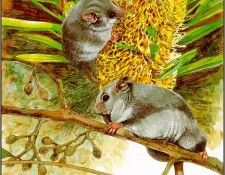 pa TonyOliver AustralianEndangeredWildlife 13. , 