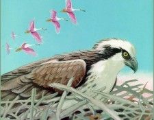 ArnoskyJim-Osprey1-sj. Arnosky, 